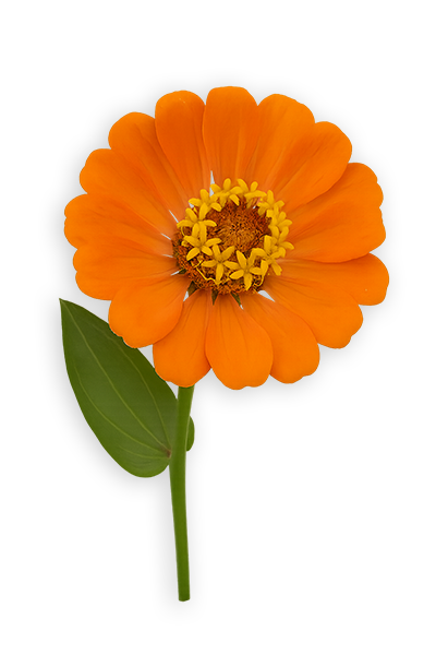 orange flower 01