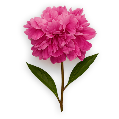 pink flower